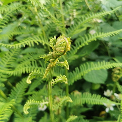 02 Ptéridophytes